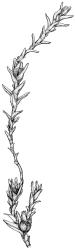 Geheebia ceratodontea, habit of male plant with perigonia, moist. Drawn from J.E. Beever 47-19, CHR 611395.
 Image: R.D. Seppelt © R.D.Seppelt All rights reserved